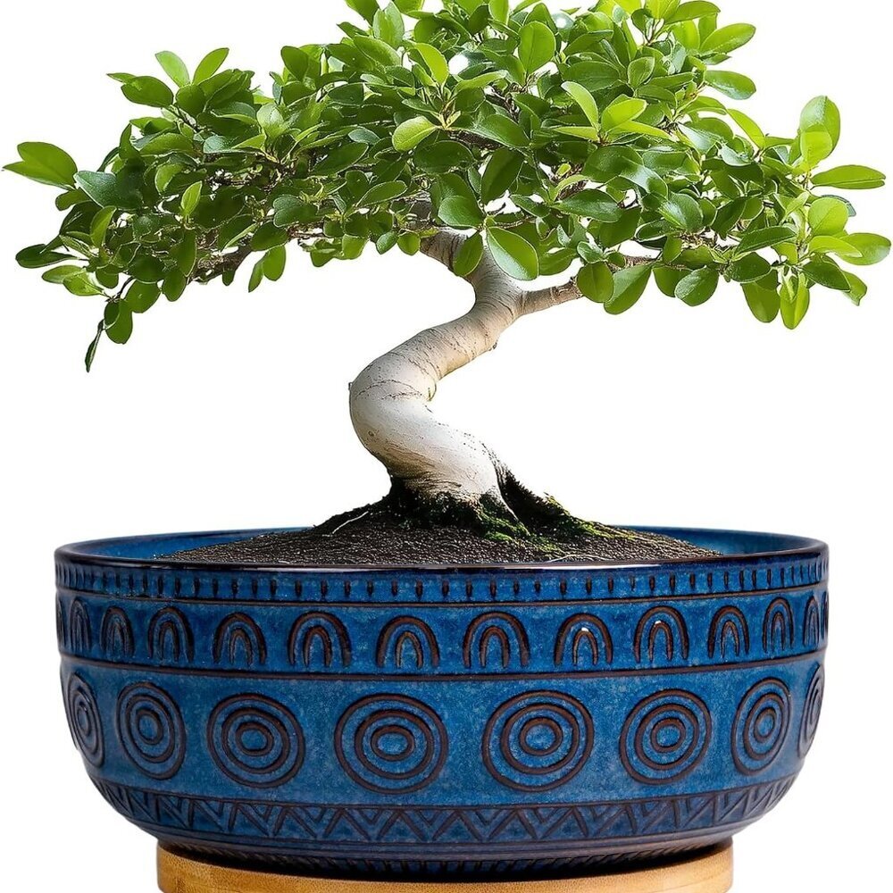 Bonsai Pots 8 Inch - Ceramic Succulent Pots for Indoor Plants, Shallow Round Pla
